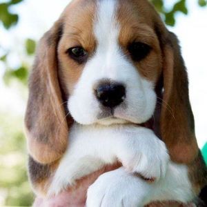 Meet your Posher, Ming